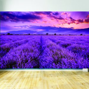 Lavender Field Wall Mural
